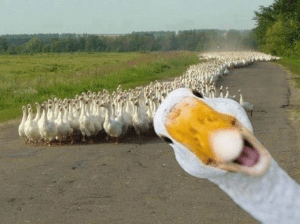 4th Goose Festival - Castle of Vajdahunyad - City Park - Budapest